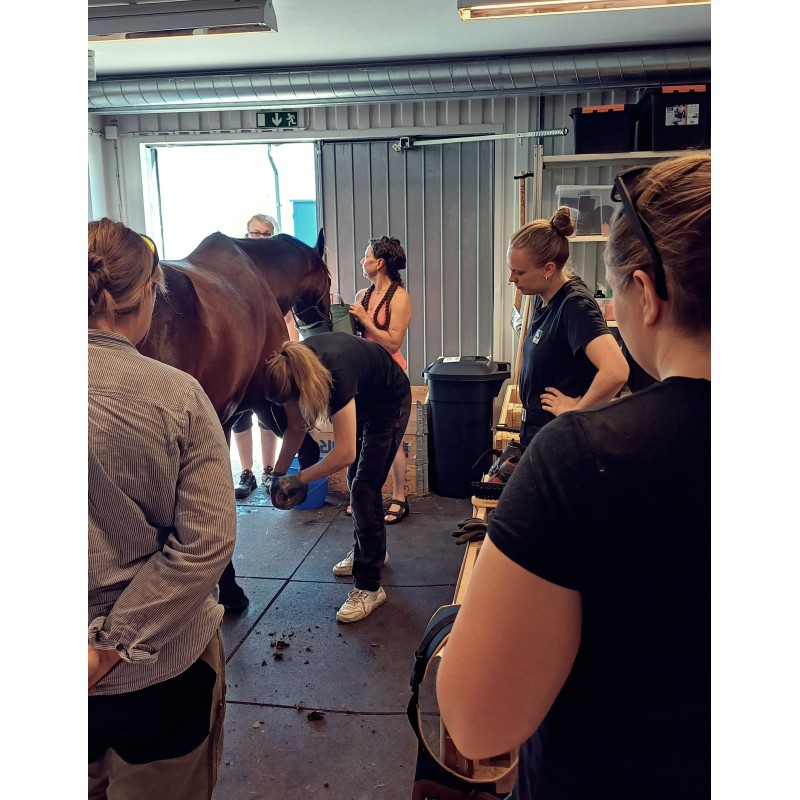 Föreläsningsdag om hovens biomekanik och modern hovrehab | 26 Juni NORDVIK
